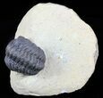 Bargain, Reedops Trilobite - Atchana, Morocco #62075-1